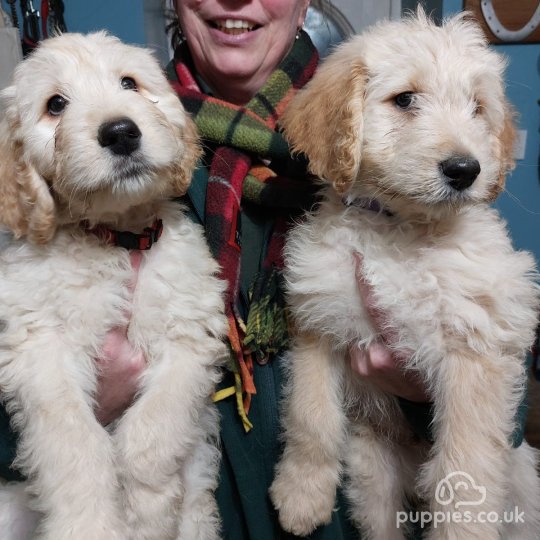 Goldendoodle - Both