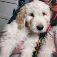 Goldendoodle - Both