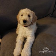 Goldendoodle - Both