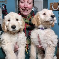 Goldendoodle - Both