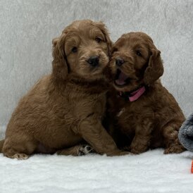 Goldendoodle - Both