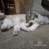 Alaskan Malamute - Both