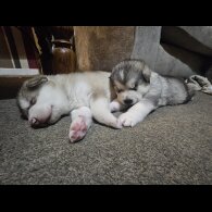 Alaskan Malamute - Both