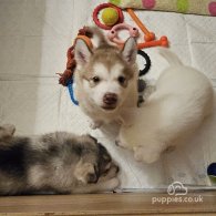 Alaskan Malamute - Both