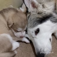 Alaskan Malamute - Both