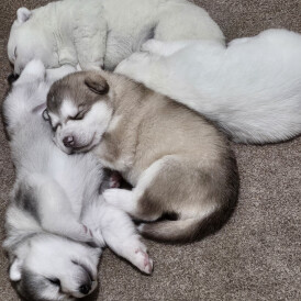 Alaskan Malamute - Both