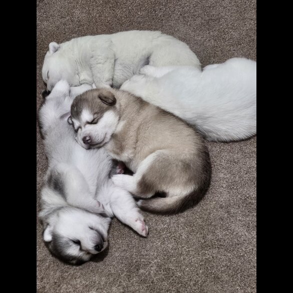 Alaskan Malamute - Both