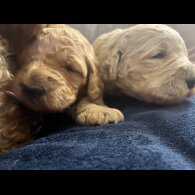 Goldendoodle - Both