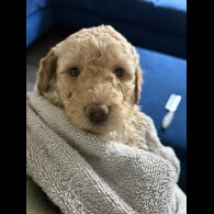 Labradoodle - Both