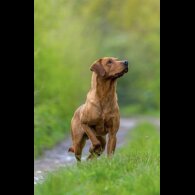 Labrador Retriever - Both