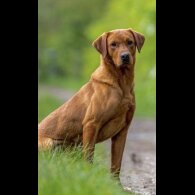 Labrador Retriever - Both