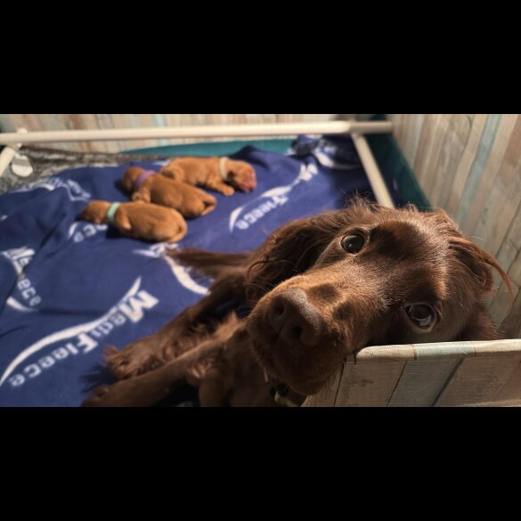 Cocker Spaniel (Working &amp; Show) - Dogs