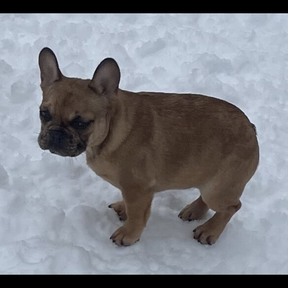 French Bulldog - Bitches