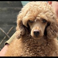 Toy Poodle