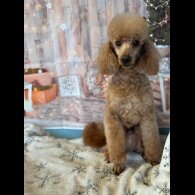 Toy Poodle