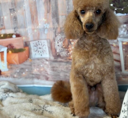 Toy Poodle