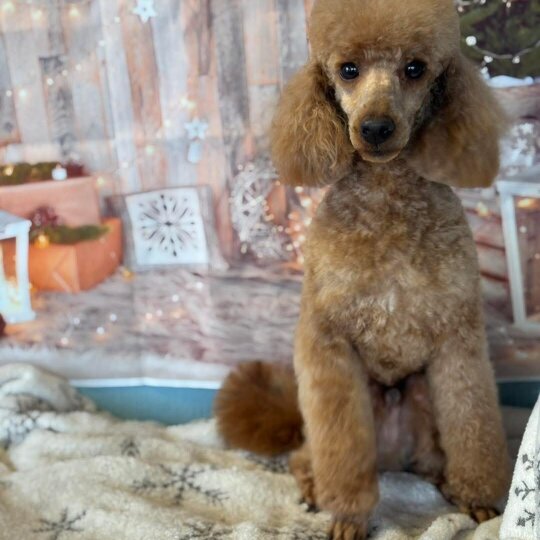 Toy Poodle