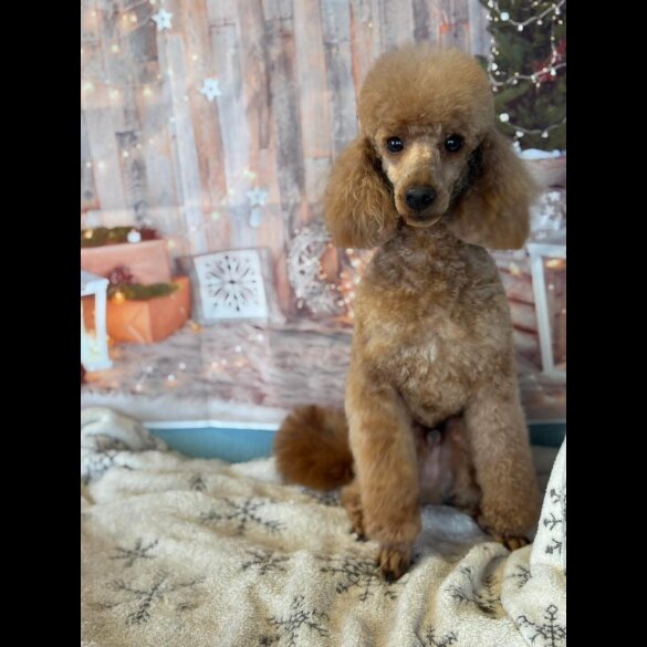 Toy Poodle