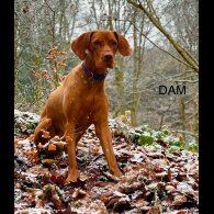 Hungarian Vizsla - Both