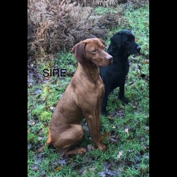 Hungarian Vizsla - Both