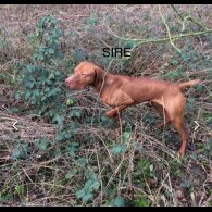 Hungarian Vizsla - Both