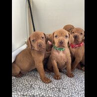 Hungarian Vizsla - Both