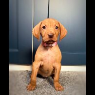 Hungarian Vizsla - Both