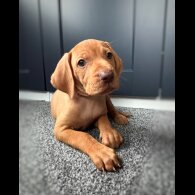 Hungarian Vizsla - Both