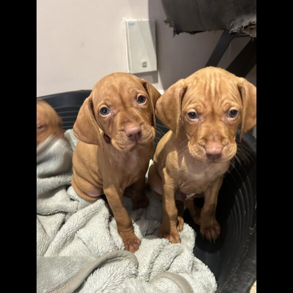 Hungarian Vizsla - Both