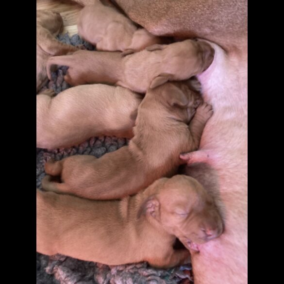 Hungarian Vizsla - Both