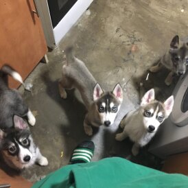 Siberian Husky - Bitches