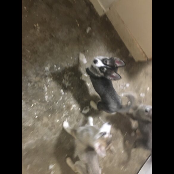 Siberian Husky - Bitches