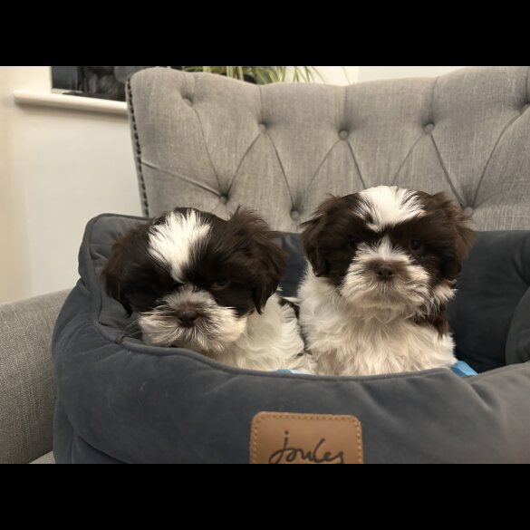 Shih Tzu - Dogs