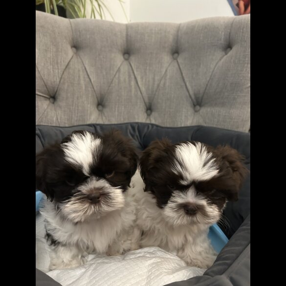 Shih Tzu - Dogs