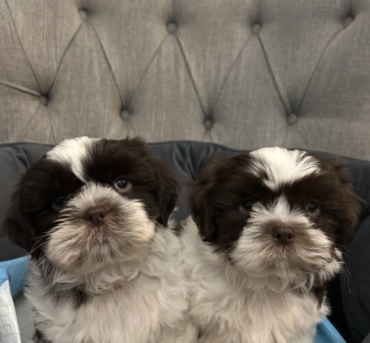 Shih Tzu