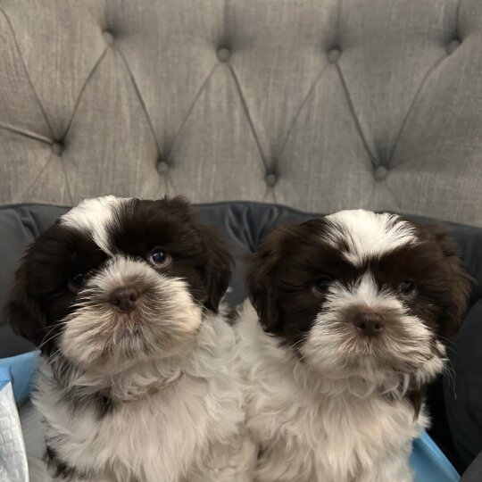 Shih Tzu - Dogs