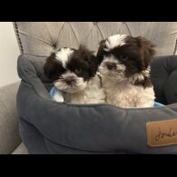 Shih Tzu - Dogs