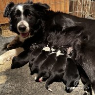 Border Collie - Both