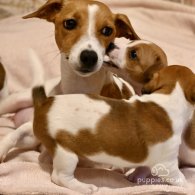 Jack Russell - Both