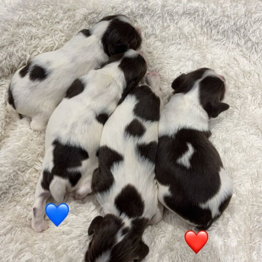 English Springer Spaniel - Both