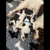 English Springer Spaniel - Both