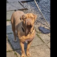 Dogue De Bordeaux - Both