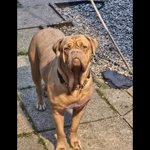 Dogue De Bordeaux - Both