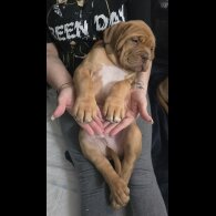 Dogue De Bordeaux - Both