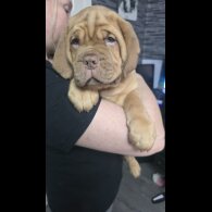 Dogue De Bordeaux - Both