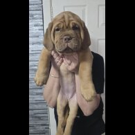 Dogue De Bordeaux - Both