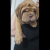 Dogue De Bordeaux - Both