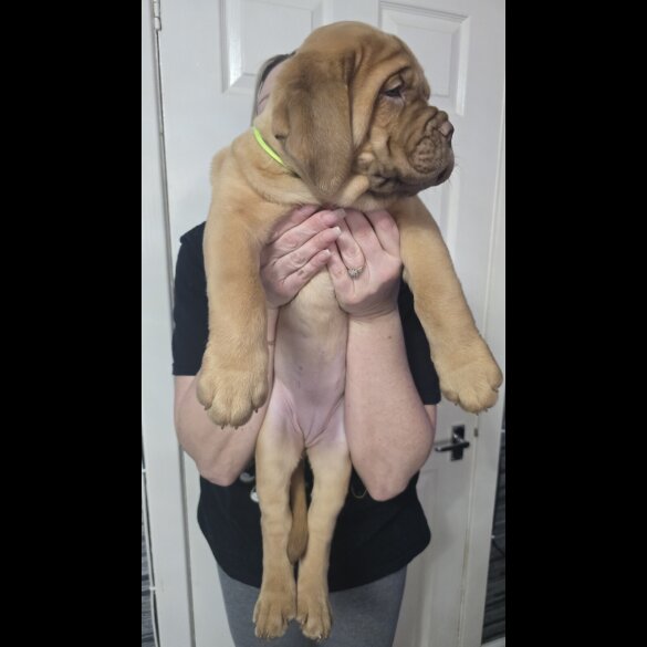 Dogue De Bordeaux - Both