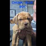 Dogue De Bordeaux - Both