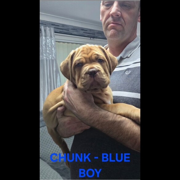 Dogue De Bordeaux - Both